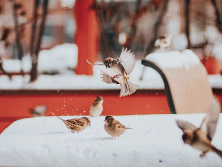 SUNDAY AFTERNOON BLOG WITH WRITER AND PSYCHOTHERAPIST - TARA HUSSAIN.