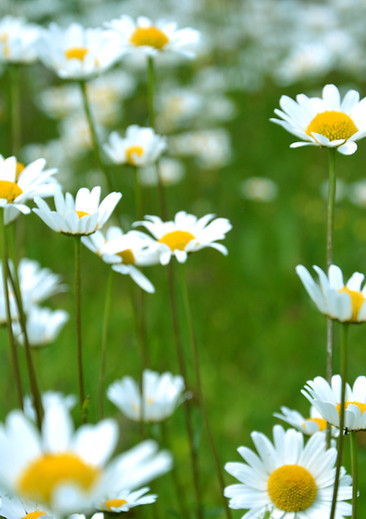 Image by virginia lackinger