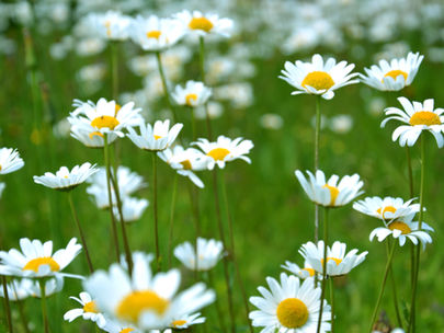 Biedrības „Radošās Idejas” institucionālās kapacitātes stiprināšana un ilgtspējīga attīstība