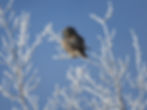 Owl on an icy branch