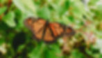 Talamura series 1 San Miguel de Allende