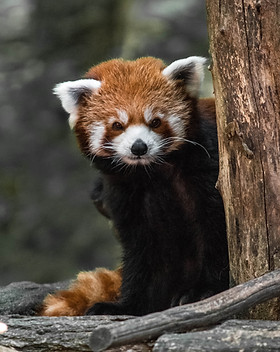 Image by Julien Mussard