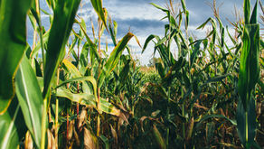 Corn Farmers Need Congress to Deliver a Win…Time is Running Out