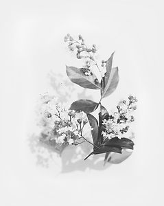 Image by Evie S.