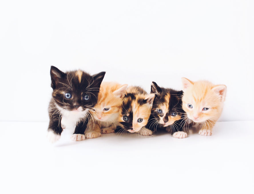 Image by The Lucky Neko