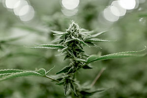 Image by Next Green Wave