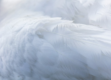 Image by Nico Frey