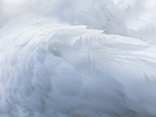 Image by Nico Frey
