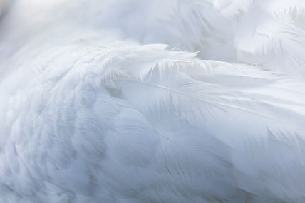 Image by Nico Frey