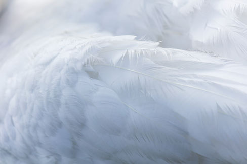 Image by Nico Frey