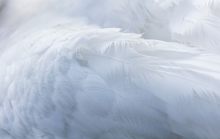 Image by Nico Frey