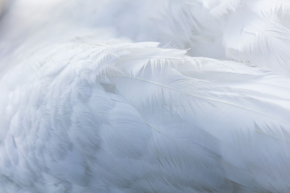 Image de Nico Frey