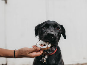 Holiday Foods That Can Be Dangerous to Your Pet