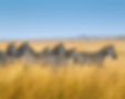 Viaje organizado a Tanzania. PouTravel agencia de viajes 100% a medida. Contáctanos al 93 414 16 06. Conocemos los destinos en primera persona. Descubre los lugares más fascinantes del momento. Encuentra los destinos más exclusivos y de moda del momento. Viajes de lujo y Trato VIP. La mejor selección hotelera. Safaris Tanzania, Zanzibar, Kilimanjaro, Serengueti, Qambani, Four Seasons Safari Lodge, One Nature Hotel Serengeti, Residence, Singita Sabore Tented Camp, Zuri Zanzibar, And Beyond