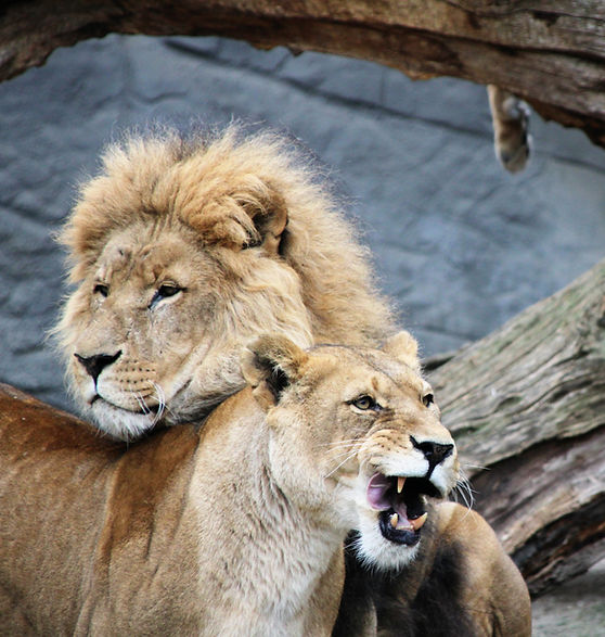 Image by Mika Brandt