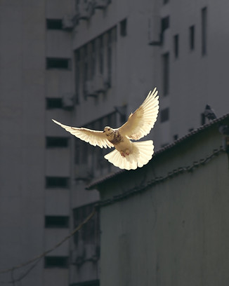 psychedelic psychotherapy near me