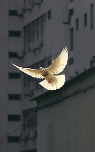 Image by Sunguk Kim
