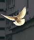 Image by Sunguk Kim