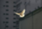 white bird flying - peace