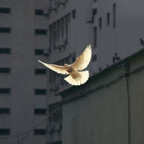 Contemplations on Israel and Palestine