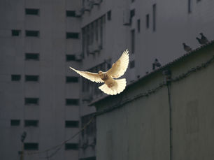 A picture of a white bird, possibly a dove - the symbol of peace