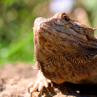 Setting up a Bearded Dragon Vivarium