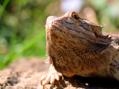 Setting up a Bearded Dragon Vivarium