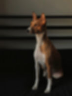 basenji zit op vloer en staart voor zich uit