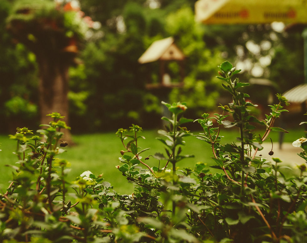 A beautiful garden
