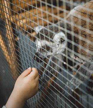 person reaching out to wild animal in cage