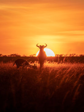 Guests watching wildlife at golden hour on a safari from Zanzibar