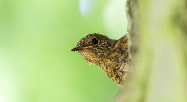 Image by Andy Holmes