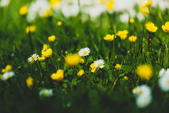 Image by Krisztina Papp
