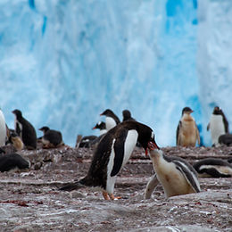 Antarctica