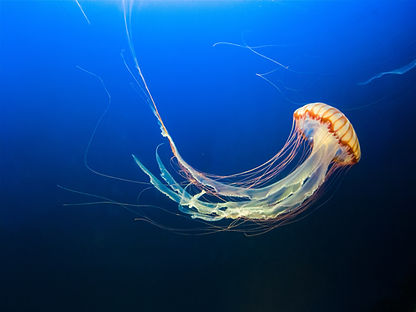 Image by Jeffrey Hamilton