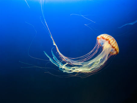 medusa inmmare