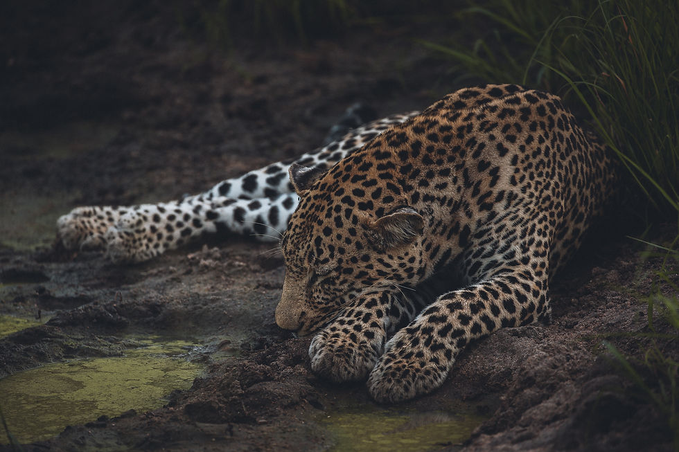 Image by Sebastian Canaves