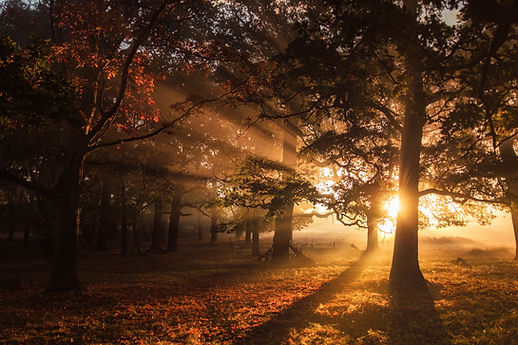 Image by Simon Wilkes