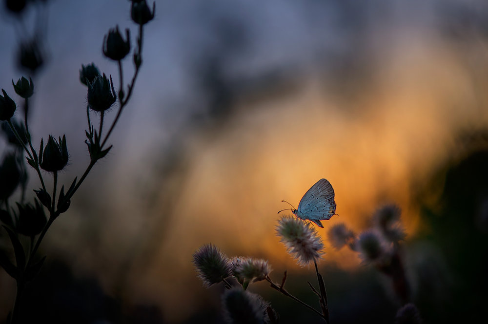 Dreams With Faces