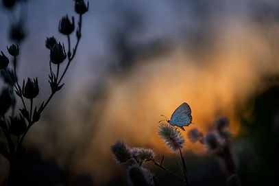 Image by Ray Hennessy