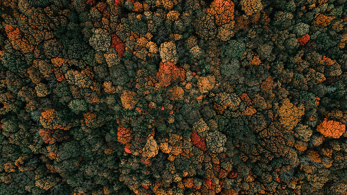 Image by Clay Banks