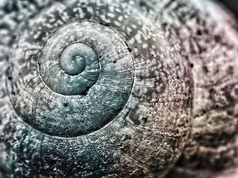 Close-up of a snail shell with a spiral pattern. The shell is textured with hues of blue and gray, creating an earthy mood.