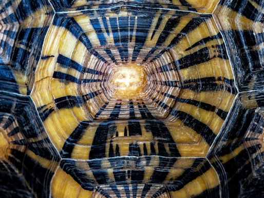 HOROSCOPES & AFFIRMATONS FOR WATER SIGNS AUGUST 6TH 2023- AUGUST 13TH 2023 UPCOMING WEEK.