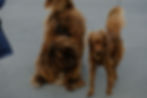¿Es dañino el pelo de perro? Alergias, efectos respiratorios y datos científicos.