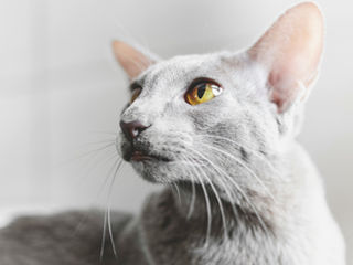 L'Oriental Shorthair