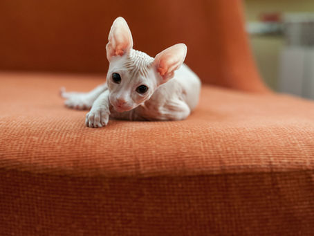 Sphynx Cat Naming Guide: 100 Pawsitively Unique Names