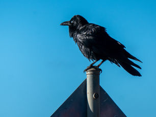 Raven perched on a roof