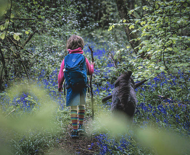 Child and dog walking in the forest