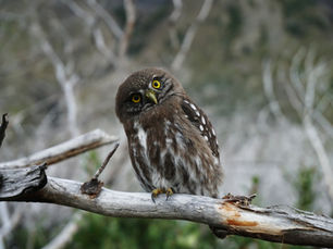 Curiosity Leads to Connection