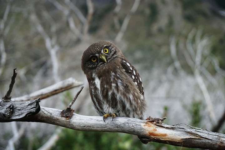 Image by Dominik Van Opdenbosch